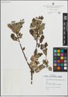 Foto von Salix myrsinifolia Salisb.